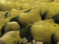 IS, Sudurland, Rangarbing ytra, Eldhraun 5, Saxifraga-Dick Hoogenboom.tif