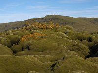 IS, Sudurland, Rangarbing ytra, Eldhraun 6, Saxifraga-Dick Hoogenboom.tif