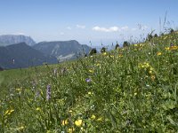 I, Sued Tirol, Sankt Ulrich, Seceda 12, Saxifraga-Willem van Kruijsbergen