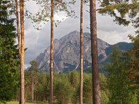 I, Sued-Tirol, Mareo, Al Plan de Mareo 1, Saxifraga-Hans Dekker