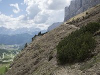 I, Sued-Tirol, Wolkenstein, Groedner Joch 14, Saxifraga-Willem van Kruijsbergen