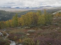 N, Oppland, Sel, Mysuseter 83, Saxifraga-Willem van Kruijsbergen