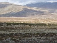 N, Trondelag, Oppdal, Gronbakken 22, Saxifraga-Willem van Kruijsbergen