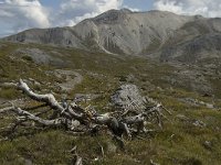 CH, Graubuenden, Zernez, SNP, Munt Chavagl 3, Saxifraga-Jan van der Straaten
