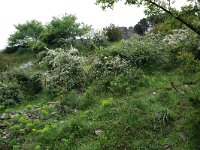 AL, Shkoder, Shkoder 112, Saxifraga-Hans Boll