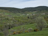 F, Lozere, Le Pont-de-Montvert, Finiels 39, Saxifraga-Willem van Kruijsbergen
