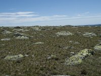 F, Lozere, Le Pont-de-Montvert, Sommet de Finiels 55, Saxifraga-Willem van Kruijsbergen