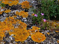 GR, Corfu, Angelokastro 2, Saxifraga-Hans Dekker