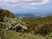 GR, Corfu, Sokraki 1, Saxifraga-Hans Dekker