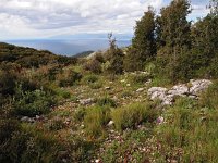 GR, Corfu, Strinilas 5, Saxifraga-Hans Dekker