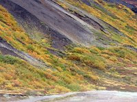 IS, Nordurland eystra, Nordurbing, Namafjall 8, Saxifraga-Dick, Hoogenboom