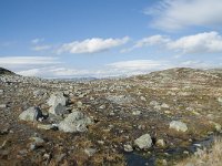 N, Hordaland, Eidfjord, Repsetjornane 11, Saxifraga-Annemiek Bouwman
