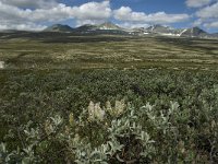 N, Oppland, Sel, Rondvassbu 12, Saxifraga-Jan van der Straaten