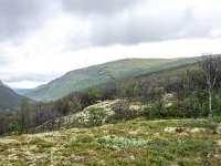 N, Trondelag, Oppdal, Kongsvoll 17, Saxifraga-Bart Vastenhouw