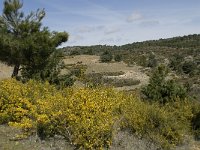 E, Granada, Jete, Meson Prados de Lopera 43, Saxifraga-Willem van Kruijsbergen