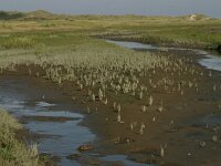 NL, Friesland, Schiermonnikoog 7, Saxifraga-Hans Boll