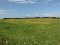 NL, Friesland, Terschelling, Boschplaat 65, Saxifraga-Dirk Hilbers