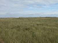 NL, Friesland, Terschelling, Boschplaat 71, Saxifraga-Dirk Hilbers