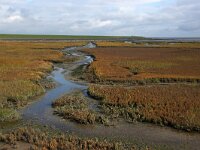NL, Friesland, Terschelling, Waddendike 3, Saxifraga-Foto Fitis-Sytske Dijksen