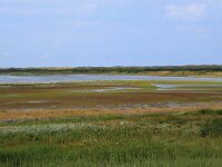 NL, Friesland, Vlieland, Derde Kroons Polder 12, Saxifraga-Hans Boll