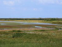 NL, Friesland, Vlieland, Derde Kroons Polder 14, Saxifraga-Hans Boll