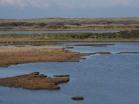 NL, Friesland, Vlieland, Derde Kroons Polder 5, Saxifraga-Hans Boll