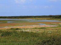 NL, Friesland, Vlieland, Derde Kroons Polder 8, Saxifraga-Hans Boll
