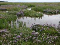 NL, Friesland, Vlieland, Posthuiswad 8, Saxifraga-Hans Boll
