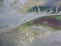 NL, Friesland, Vlieland, Posthuyswad 21, Saxifraga-Foto Fitis-Sytske Dijksen