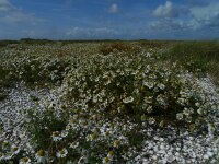 NL, Groningen, Eemsmond, Rottumeroog 18, Saxifraga-Mark Zekhuis