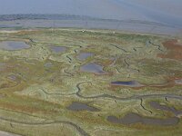 NL, Noord-Holland, Texel, De Schorren 14, Saxifraga-Foto Fitis-Sytske Dijksen
