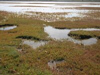 NL, Noord-Holland, Texel, Mokbaai 19, Saxifraga-Foto Fitis-Sytske Dijksen
