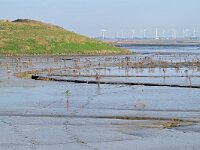 NL, Zeeland, Hulst, Hedwigepolder 5, Saxifraga-Tom Heijnen