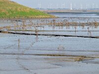 NL, Zeeland, Hulst, Hedwigepolder 6, Saxifraga-Tom Heijnen