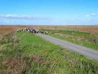 NL, Zeeland, Hulst, Verdronken Land van Saeftinghe 2, Saxifraga-Tom Heijnen