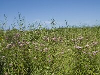 NL, Zuid-Holland, Goeree-Overflakkee, Kwade Hoek 12, Saxifraga-Willem van Kruijsbergen