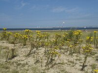NL, Zuid-Holland, Goeree-Overflakkee, Kwade Hoek 50, Saxifraga-Willem van Kruijsbergen