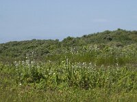 NL, Zuid-Holland, Goeree-Overflakkee, Kwade Hoek 8, Saxifraga-Willem van Kruijsbergen
