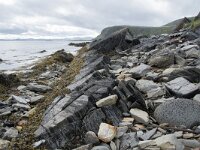 N, Finnmark, Nordkapp, Nordvagen 15, Saxifraga-Willem van Kruijsbergen