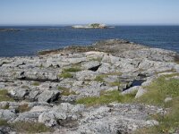 N, Nordland, Andoy, Kleivodden 4, Saxifraga-Willem van Kruijsbergen