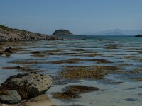 N, Nordland, Lodingen, Offersoy 39, Saxifraga-Marijke Verhagen