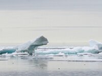 N, Svalbard, Hinloopen Strait 1, Saxifraga-Bart Vastenhouw