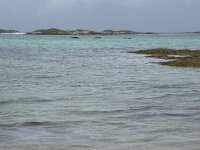 N, Troms, Tromso, Sommaroy 30, Saxifraga-Willem van Kruijsbergen