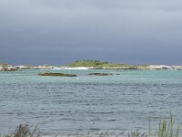 N, Troms, Tromso, Sommaroy 32, Saxifraga-Willem van Kruijsbergen