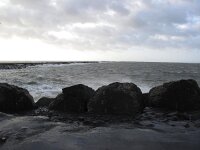NL, Noord-Holland, Velsen, Zuidpier 8, Saxifraga-Bart Vastenhouw