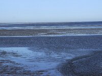 NL, Noord-Holland, Texel, De Bol 10, Saxifraga-Foto Fitis-Sytske Dijksen