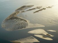NL, Noord-Holland, Texel, Steenplaat 4, Saxifraga-Foto Fitis-Sytske Dijksen