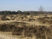 B, Antwerpen, Kalmthout, Kalmthoutse Heide 19, Saxifraga-Jan van der Straaten