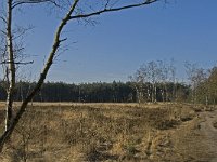 B, Antwerpen, Kalmthout, Kalmthoutse Heide 2, Saxifraga-Marijke Verhagen