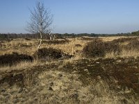 B, Antwerpen, Kalmthout, Kalmthoutse Heide 21, Saxifraga-Marijke Verhagen